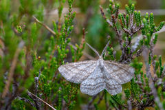 Perconia strigillaria