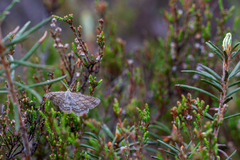 Perconia strigillaria