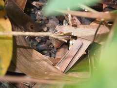 Endotricha repandalis