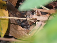 Endotricha repandalis