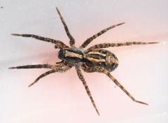 Schizocosa avida