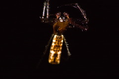 Micrathena nigrichelis