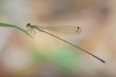 Amphicnemis gracilis