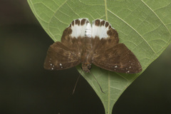 Tagiades ultra