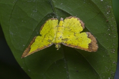 Corymica latimarginata