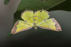 Corymica latimarginata