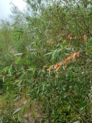 Salix mucronata mucronata