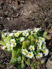 Primula vulgaris