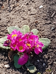 Primula vulgaris