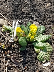 Primula vulgaris
