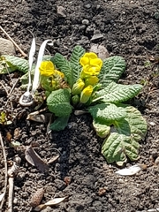 Primula vulgaris