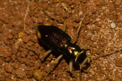 Megacephalina