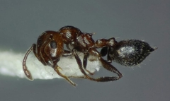 Crematogaster schmidti