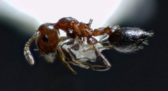 Crematogaster schmidti