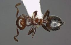 Crematogaster schmidti