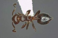 Crematogaster schmidti