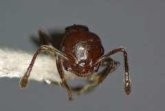 Crematogaster schmidti