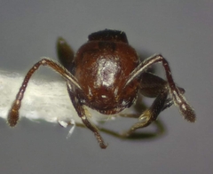 Crematogaster schmidti