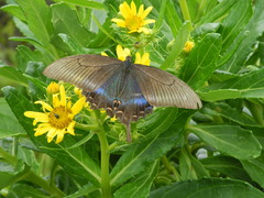Papilio maackii