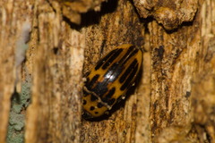 Ischyrus tetragrammus