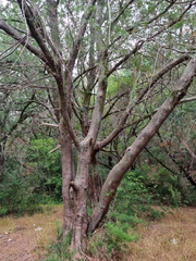 Podocarpus elongatus