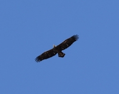Haliaeetus leucocephalus