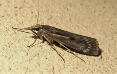 Tawhitia pentadactyla