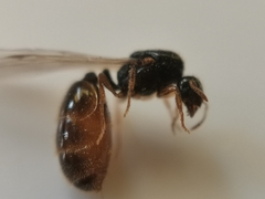 Solenopsis fugax
