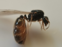 Solenopsis fugax