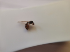 Solenopsis fugax