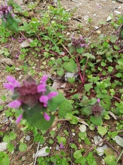 Lamium purpureum