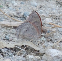 Anaea