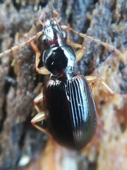 Paranchus albipes