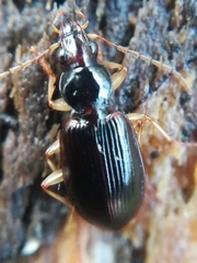 Paranchus albipes
