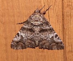 Metria amella