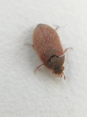 Coleoptera