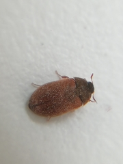 Coleoptera