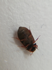 Coleoptera