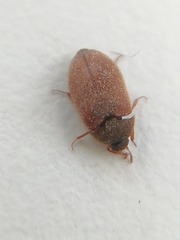 Coleoptera