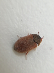Coleoptera