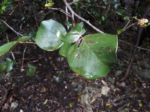 Eugenia lucida, photograph 4