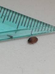 Coleoptera
