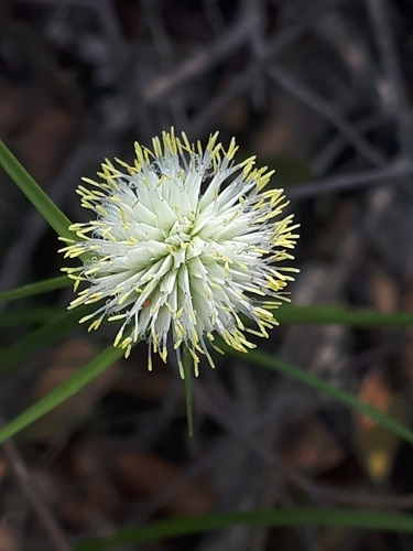 Image of Cyperus cristatus by (c) Manuel R Popp, some rights reserved (CC BY)