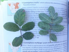 Commiphora mollis
