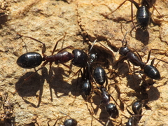 Camponotus sylvaticus