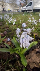 Scilla mischtschenkoana