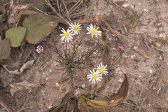 Felicia tenella