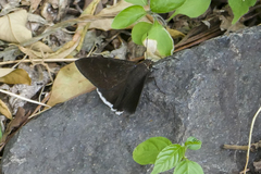 Murgaria jalapus