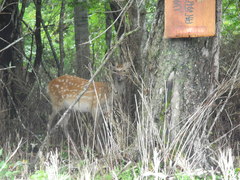 Cervus nippon yesoensis