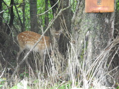 Cervus nippon yesoensis